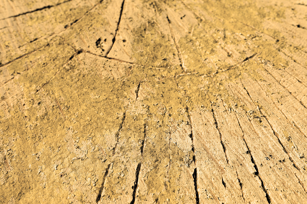 实拍公园树木树桩土裂缝裂纹缝隙