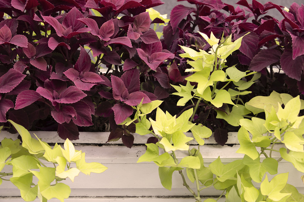 实拍植物特写路边植物路边花坛花池