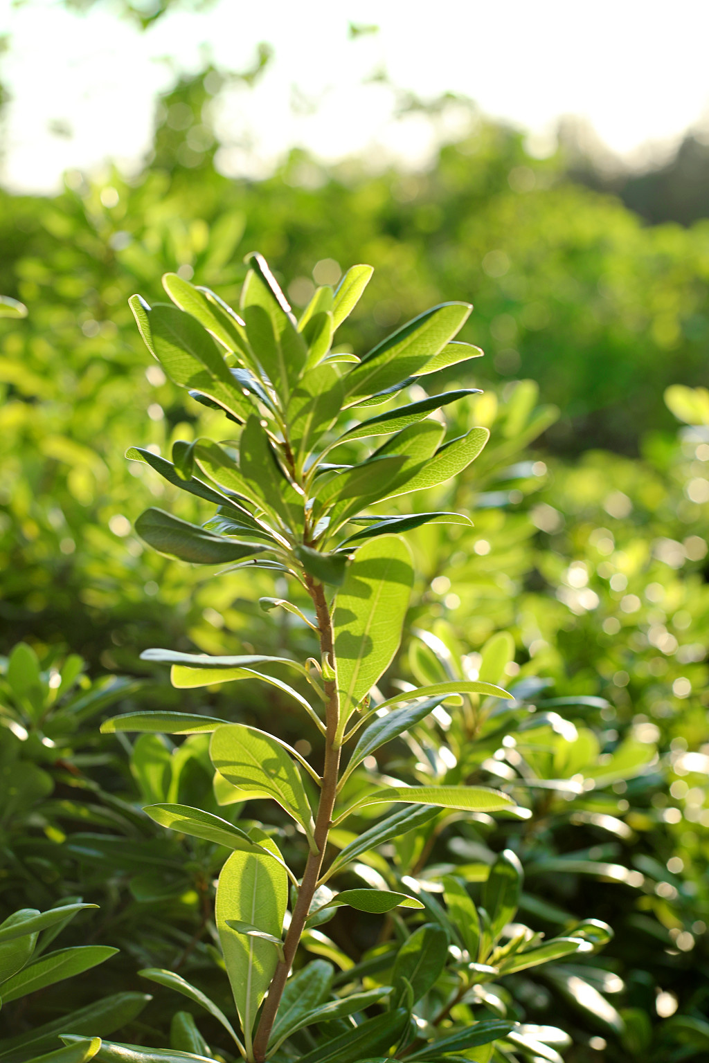 实拍阳光绿色公园树叶树枝植物特写