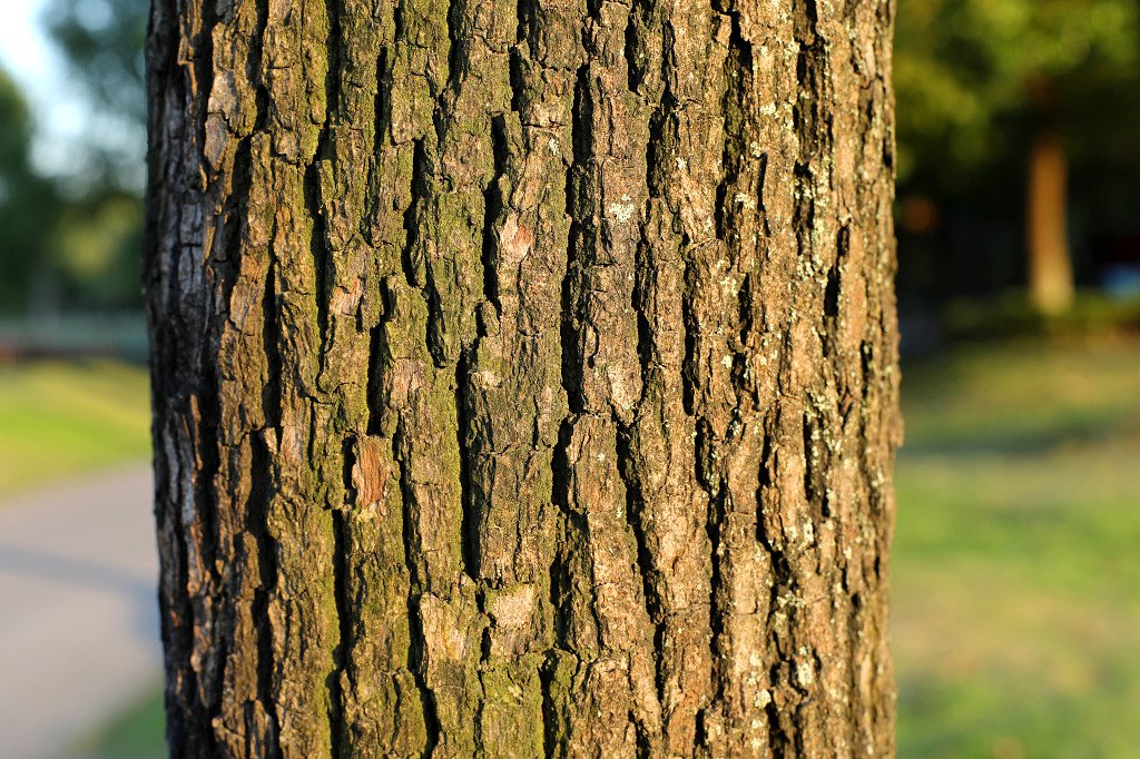 实拍公园特写树枝树干树皮植物特写
