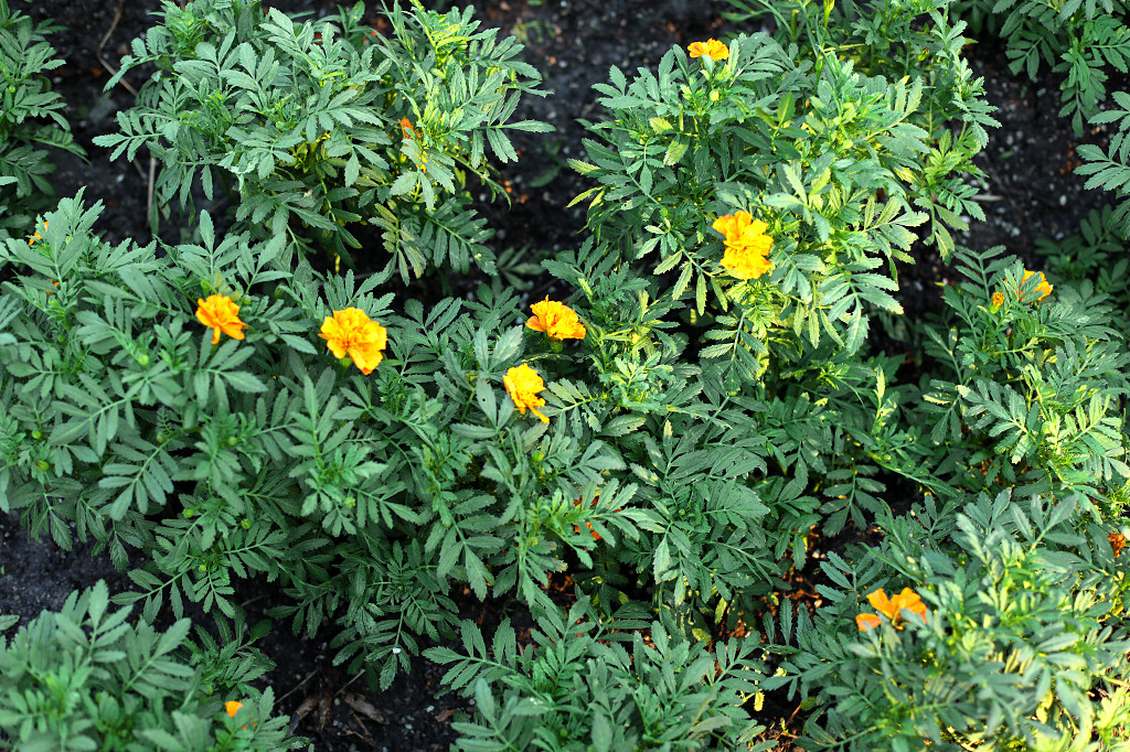 公园花枝绿叶黄花植物公园绿化花朵