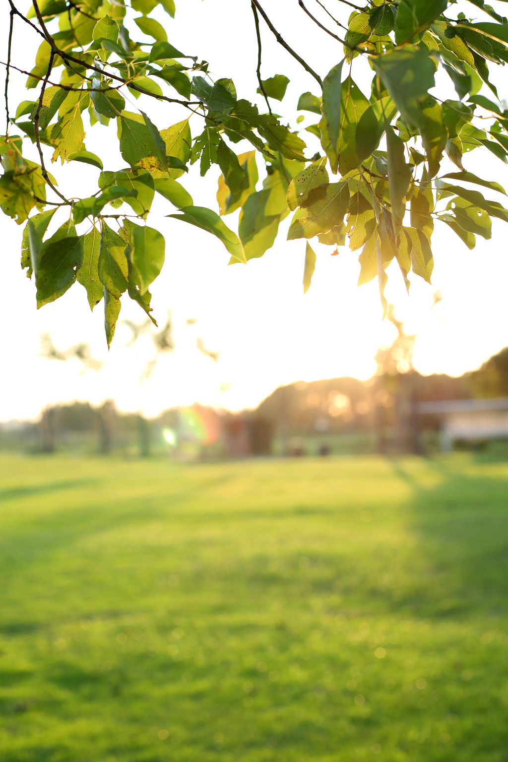 实拍阳光公园草地草坪树枝树叶叶子
