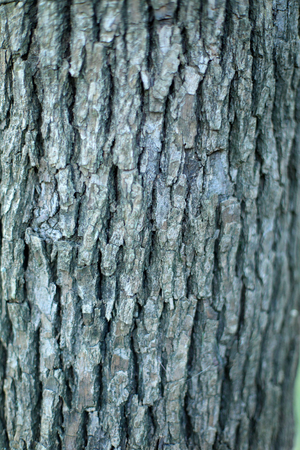 实拍公园特写植物特写树枝树干树皮