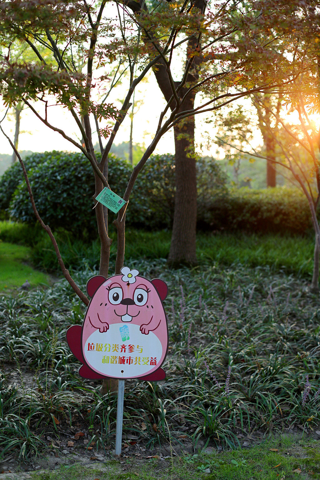 阳光木大公园花草牌草地草坪草丛