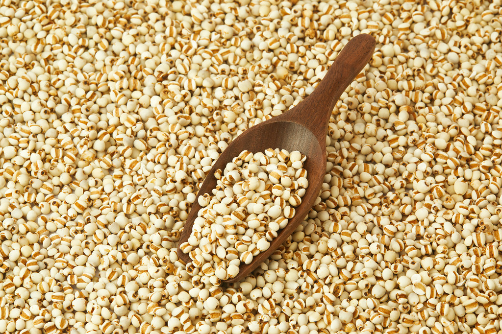 实拍铺满粮食薏米米粒子木勺一勺薏米