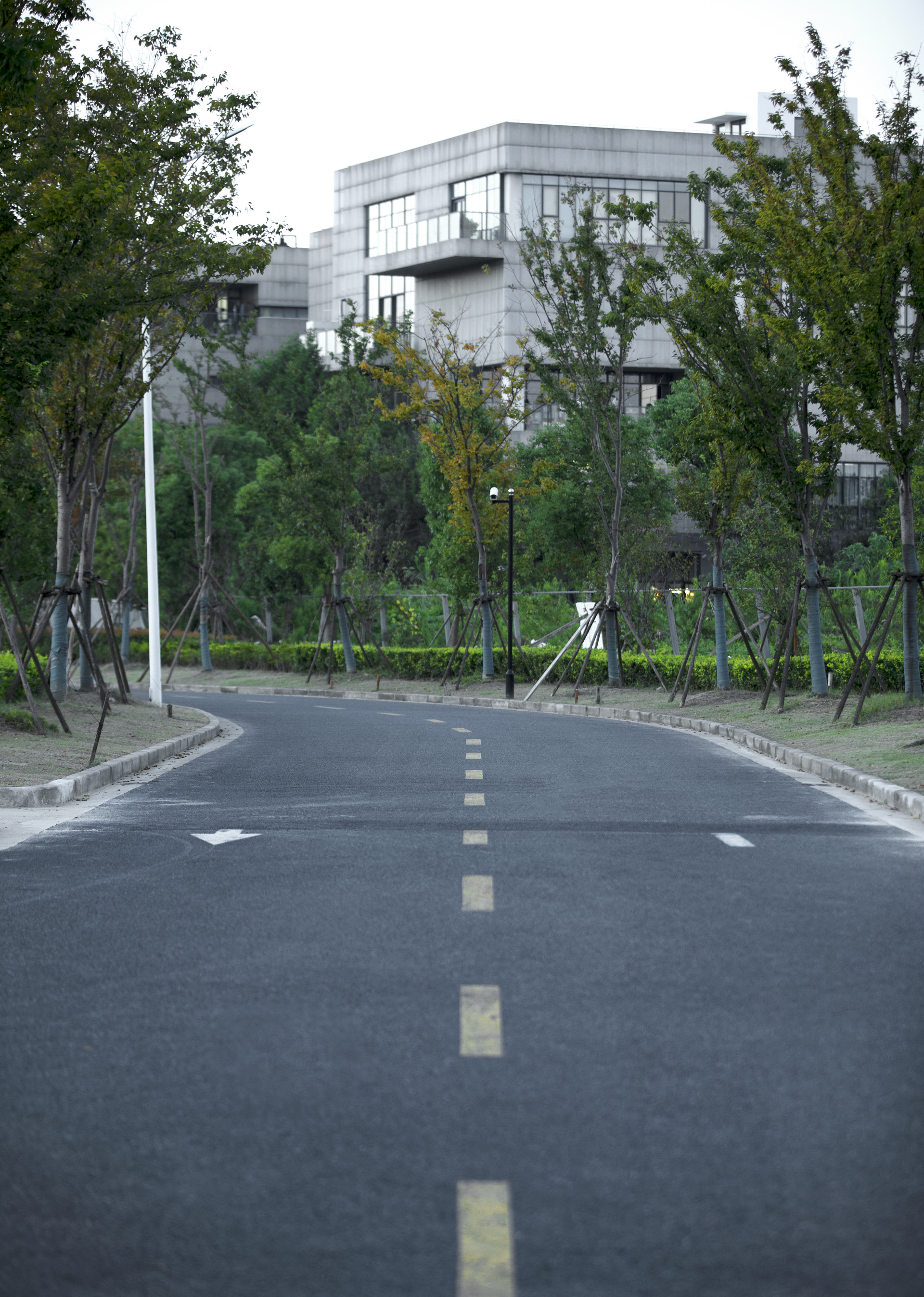 城市道路柏油马路马路机动车道路边大树