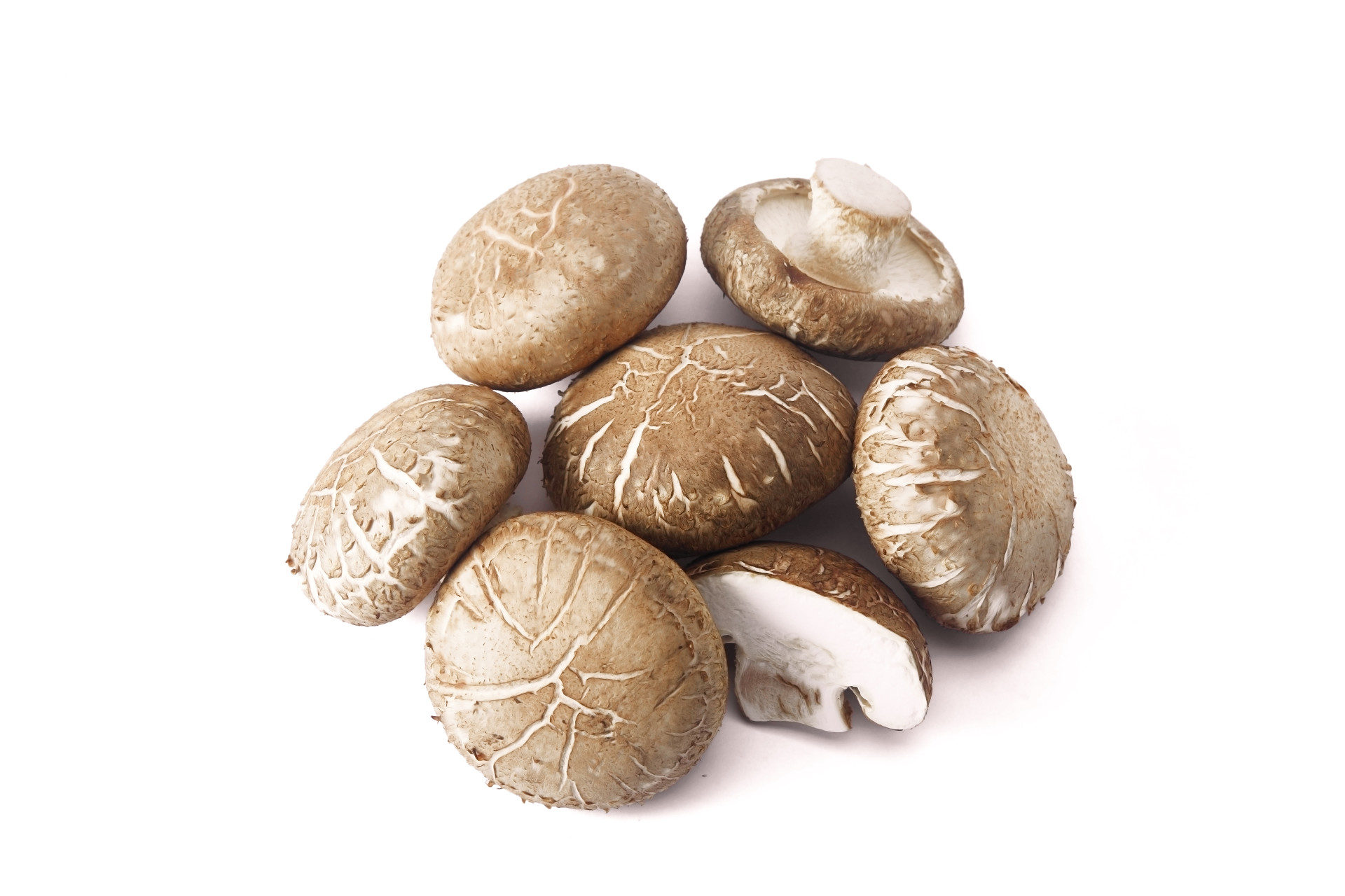 白底花香菇几颗花香菇几颗蘑菇蘑菇菌类菌菇