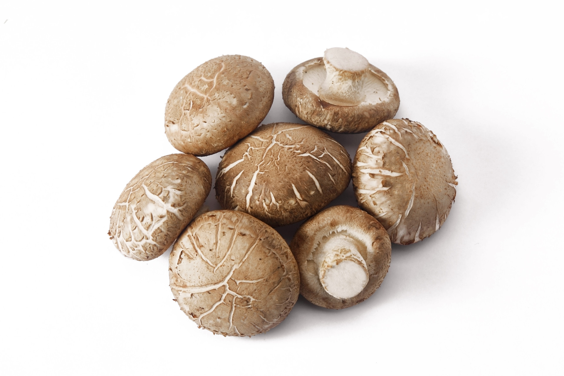 白底花香菇蘑菇菌类菌菇几颗花香菇几颗蘑菇