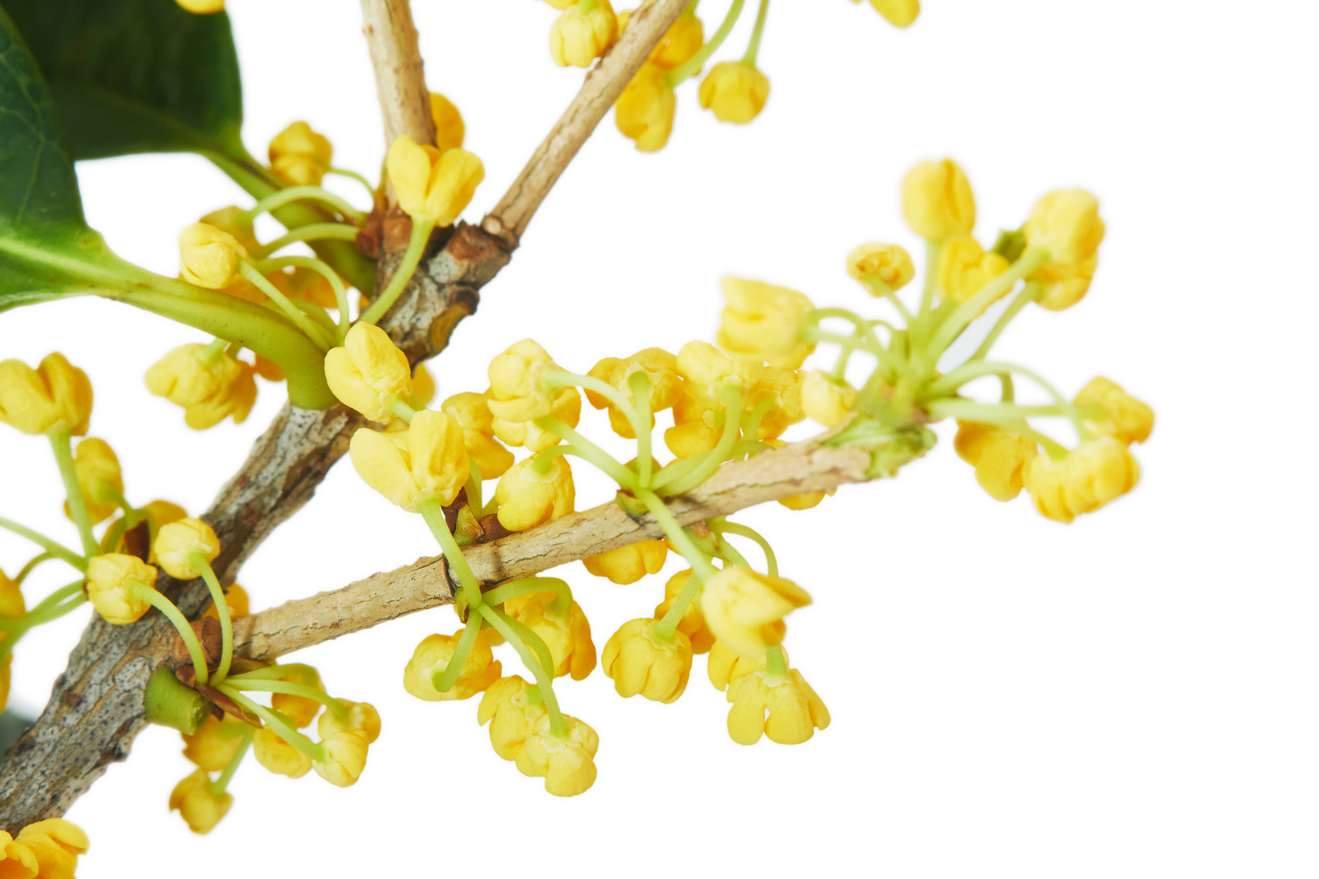 白底桂花花朵一枝桂花绿叶树枝桂花特写植物