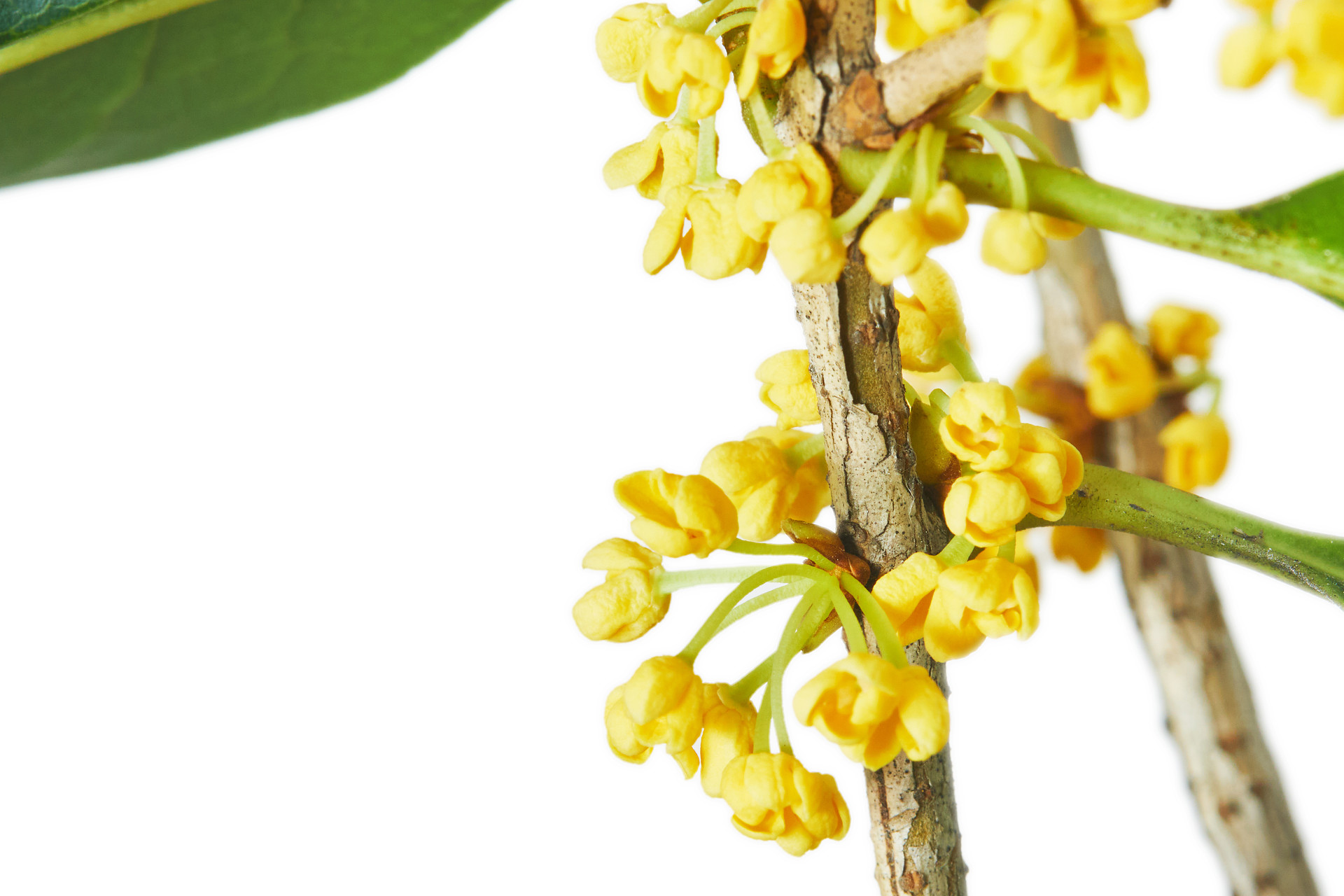 白底桂花花朵一枝桂花绿叶树枝桂花特写植物