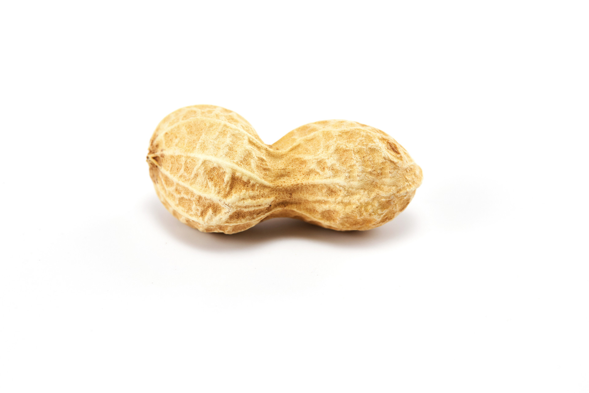 白底花生带壳花生一粒花生坚果