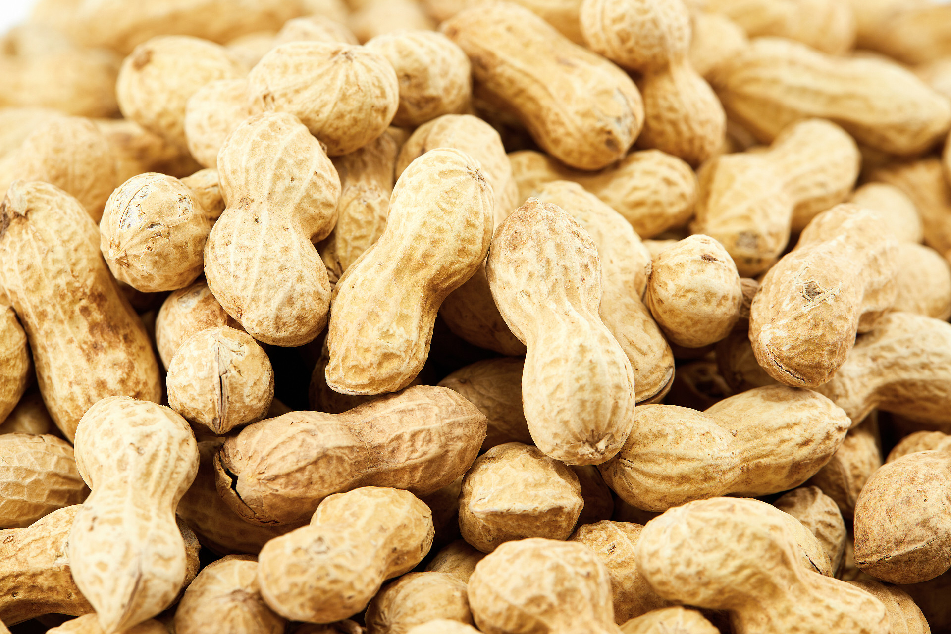 平铺花生平铺坚果花生背景坚果