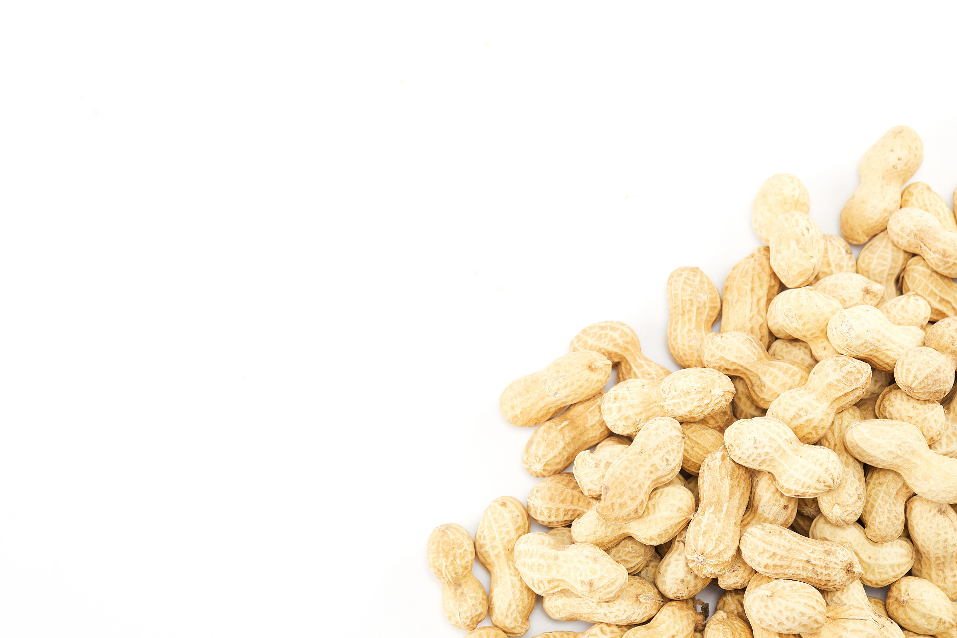 白底一角花生花生带壳花生一堆花生散落花生坚果