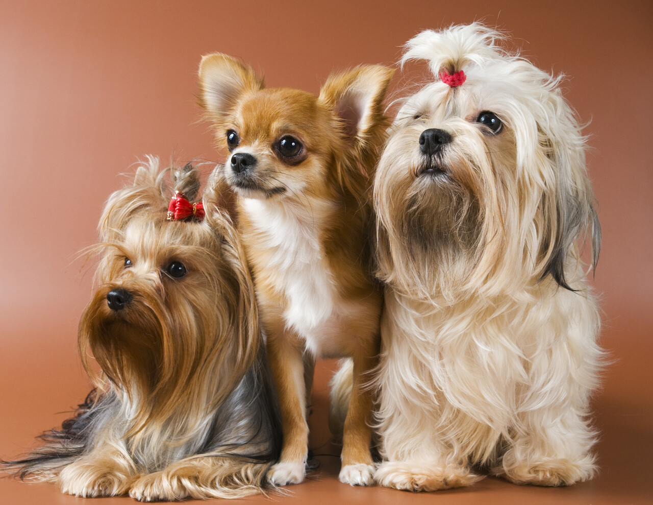 可爱治愈动物乖巧的三条狗吉娃娃约克夏