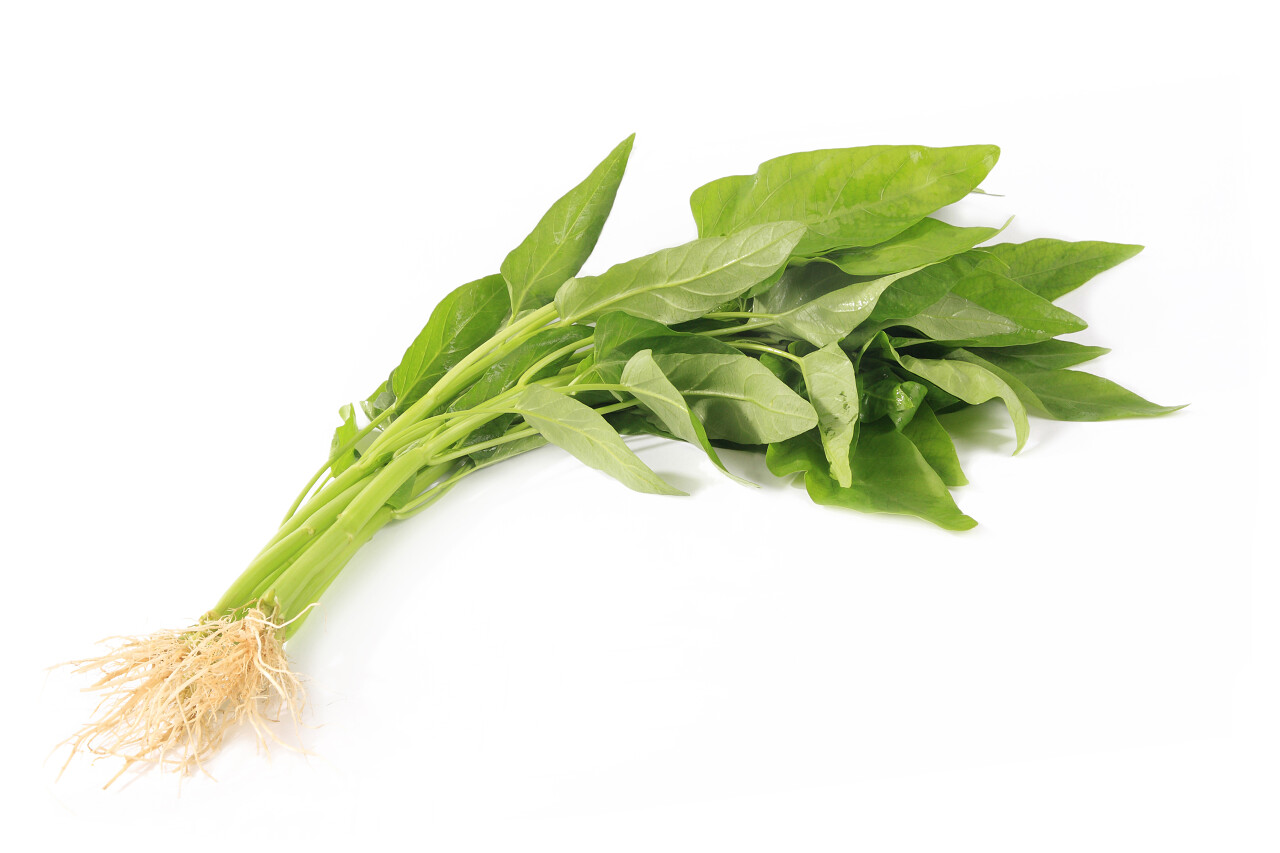 白底蔬菜绿色新鲜空心菜几根空心菜