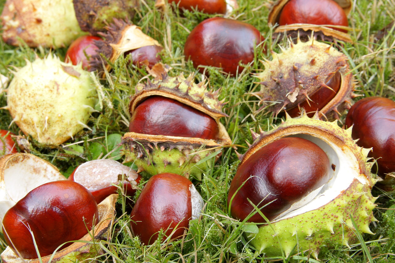 秋天坚果板栗草地上掉落的板栗背景图