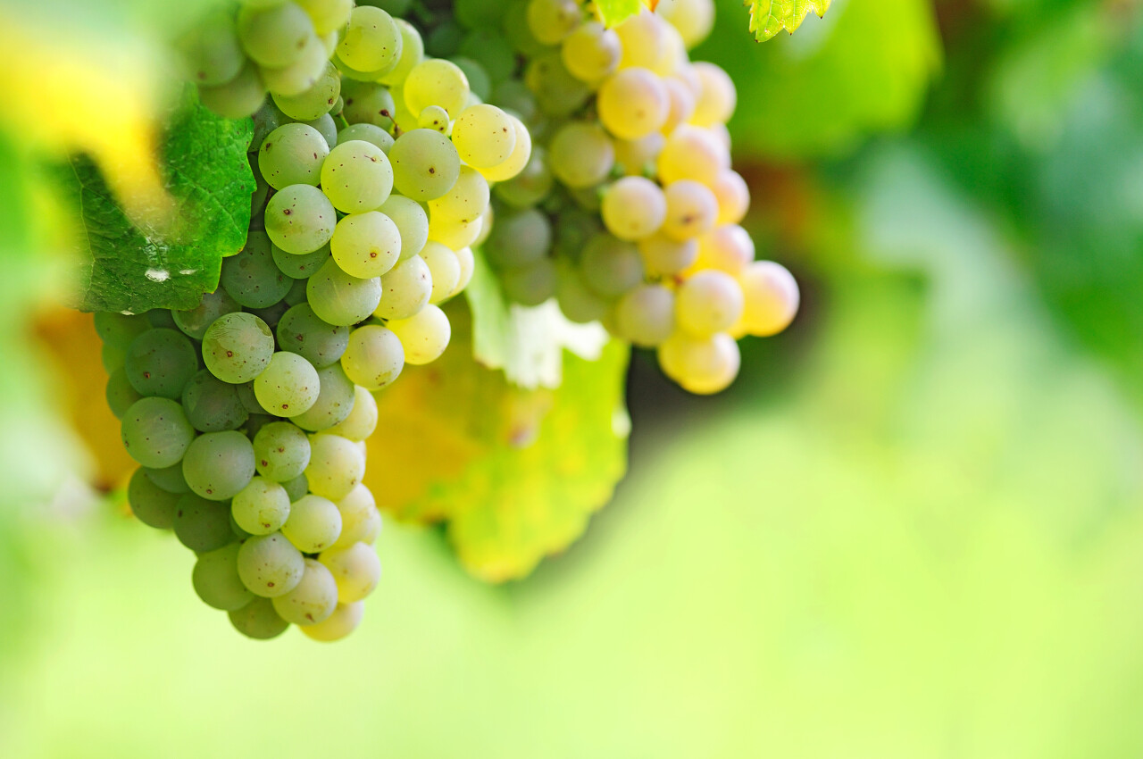 新鲜水果采摘葡萄园葡萄藤上的一串串绿色葡萄