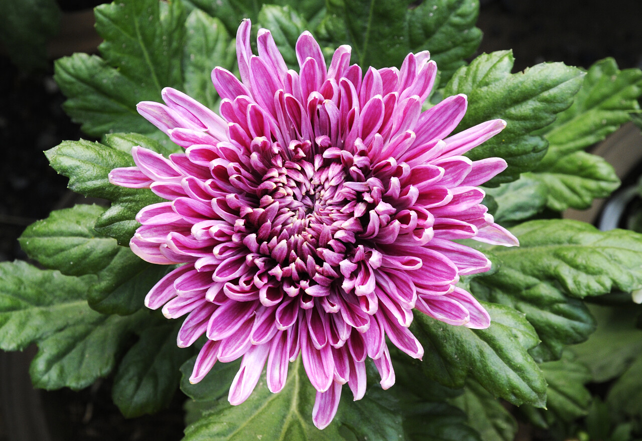 植物花朵一朵盛开的紫色菊花传统二十四节气24节气清明节清明