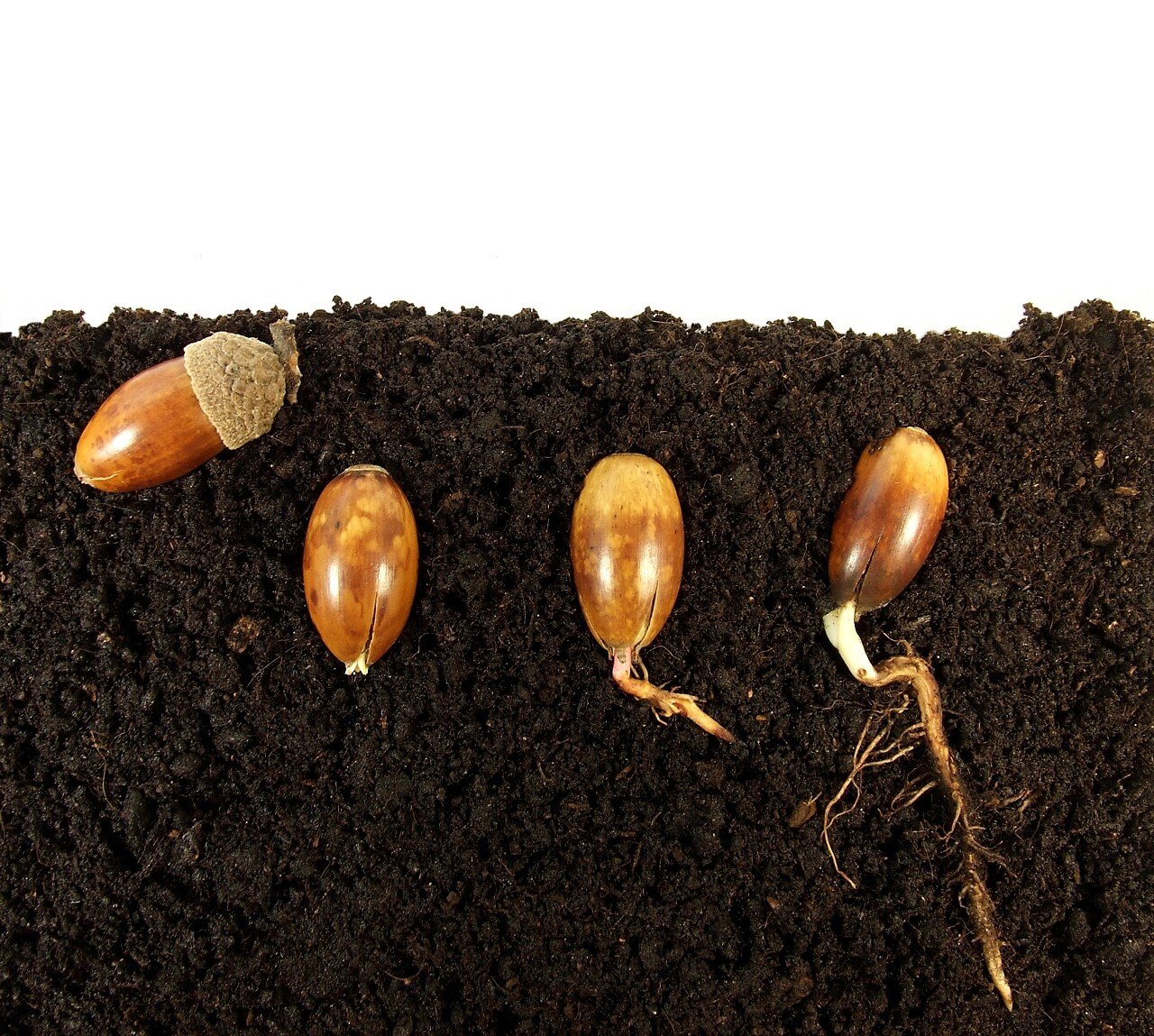 在土壤中扎根的橡子春天种子发芽成长土壤小芽嫩芽幼芽