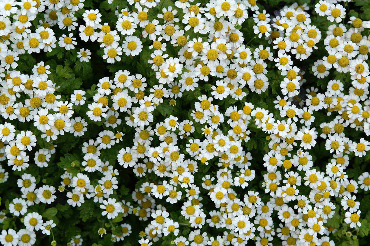 清新花海背景白色花瓣黄色花芯