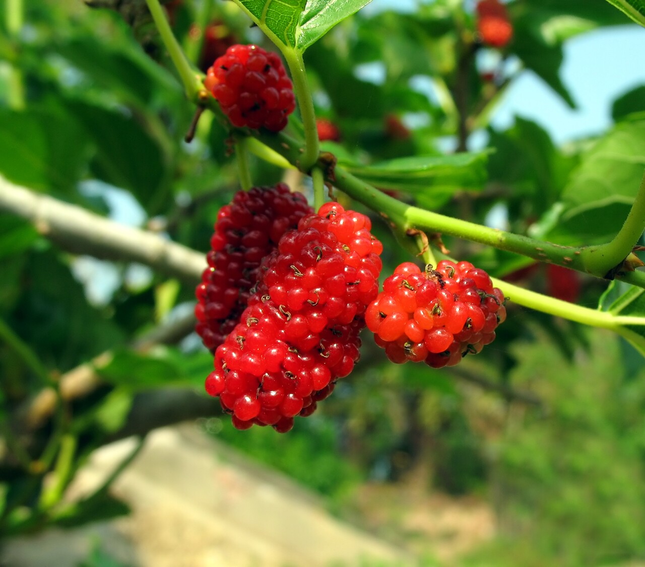 红色分支上的桑葚