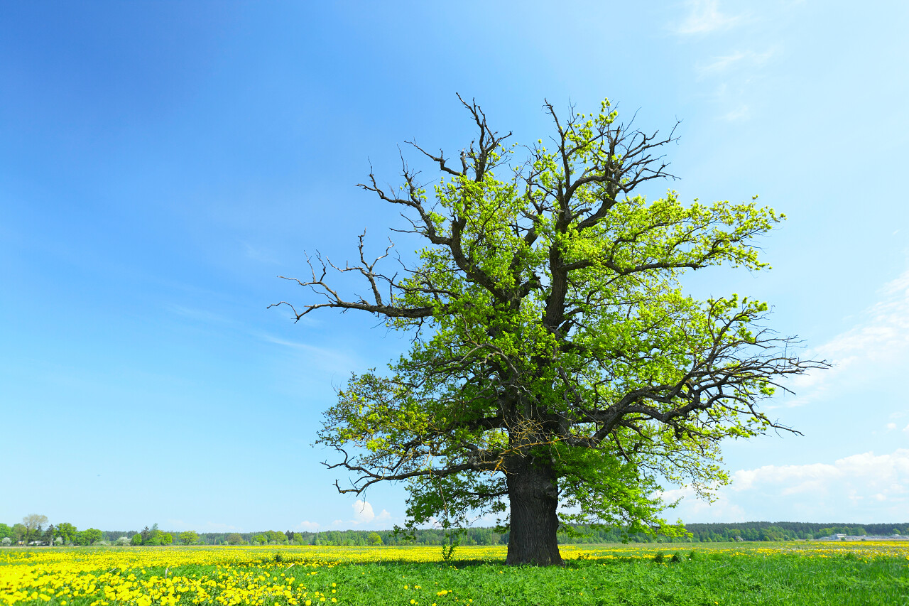 自然风景蓝天白云下一望无际广阔的草原上的一棵树风景图312植树节