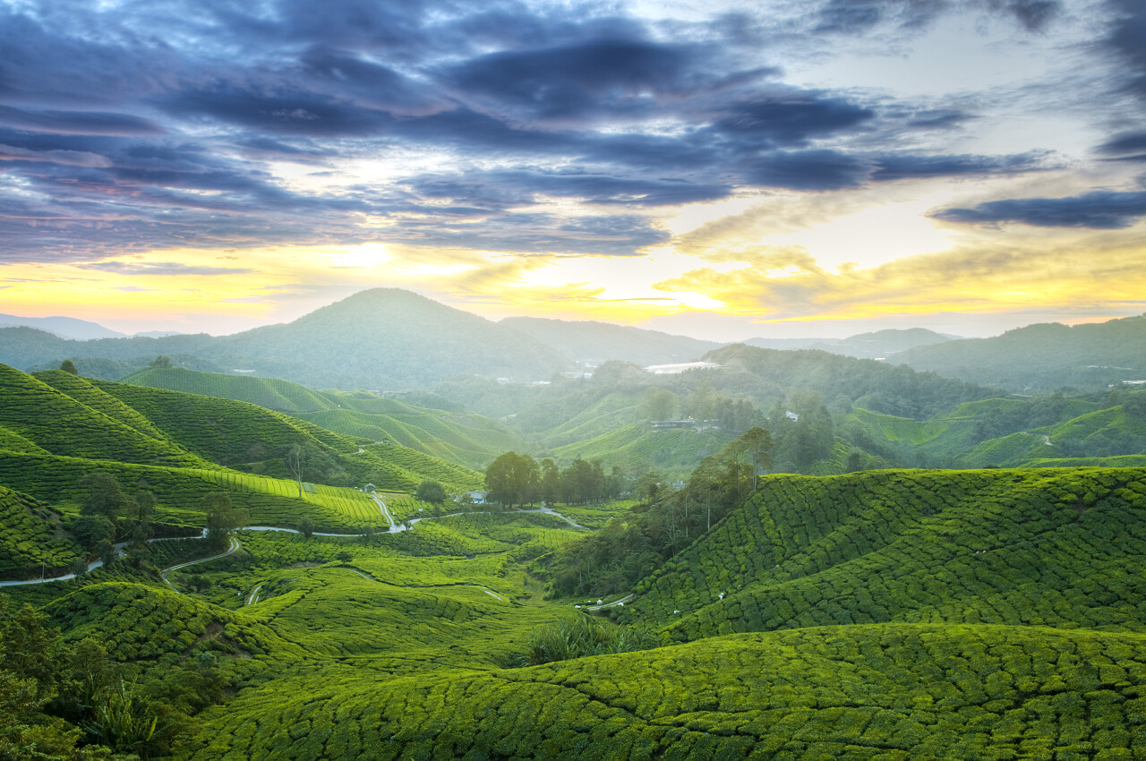 马来西亚卡梅隆高地的茶园黎明时分大雾弥漫图片