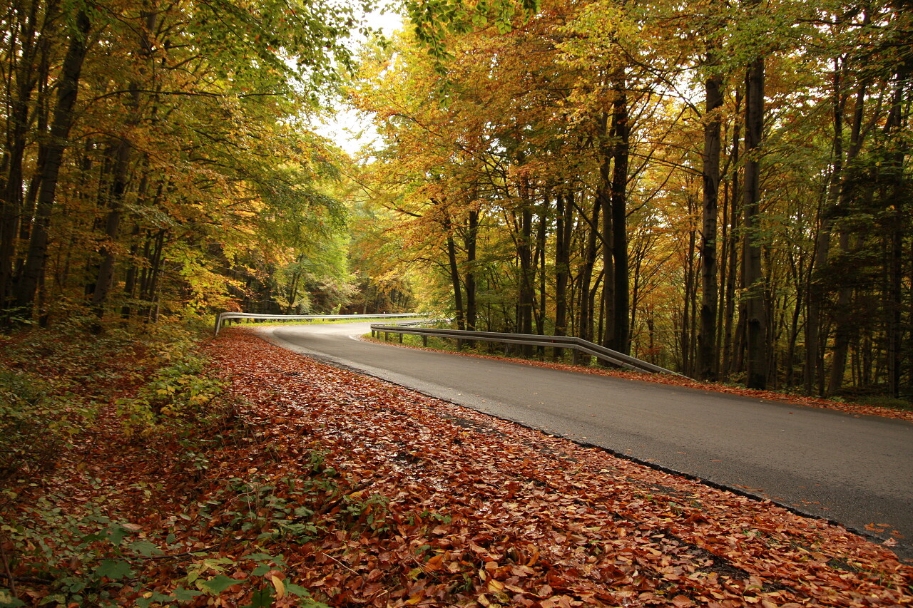 黄色自然风景秋天秋季落满树叶的林间道路