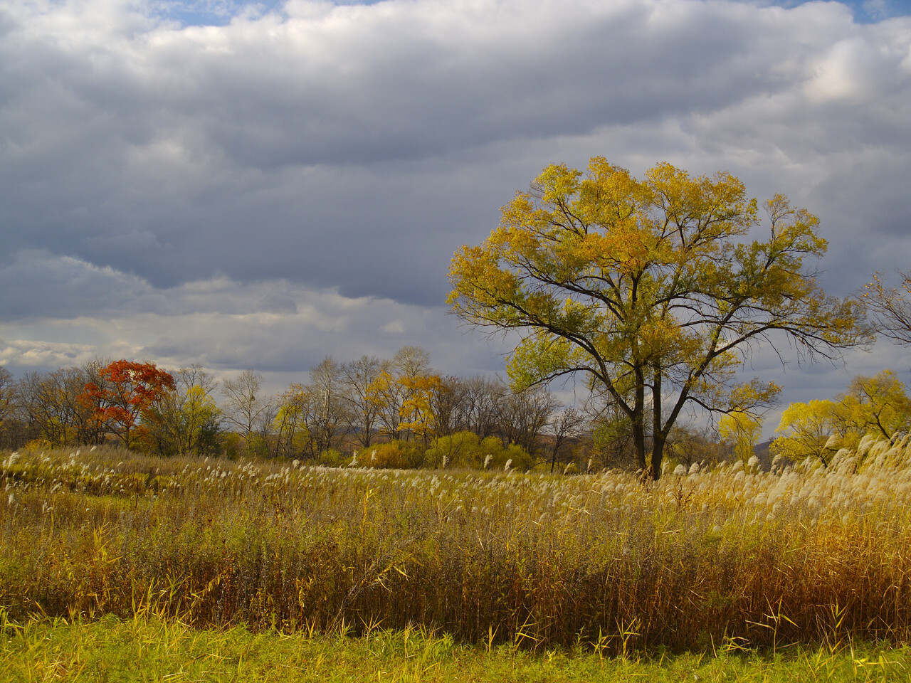 一棵孤独的树树立在秋季的一片草丛中