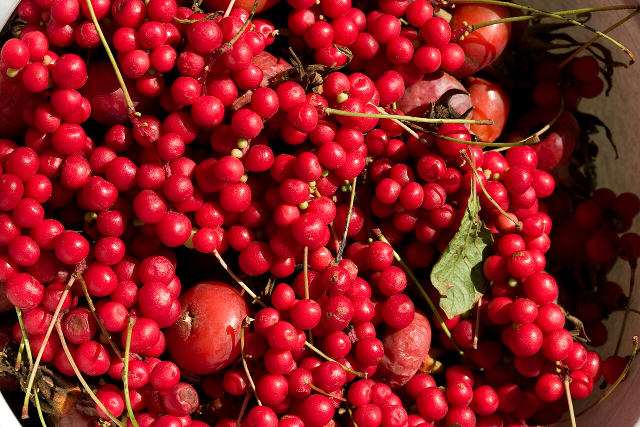 美味的食品五味子