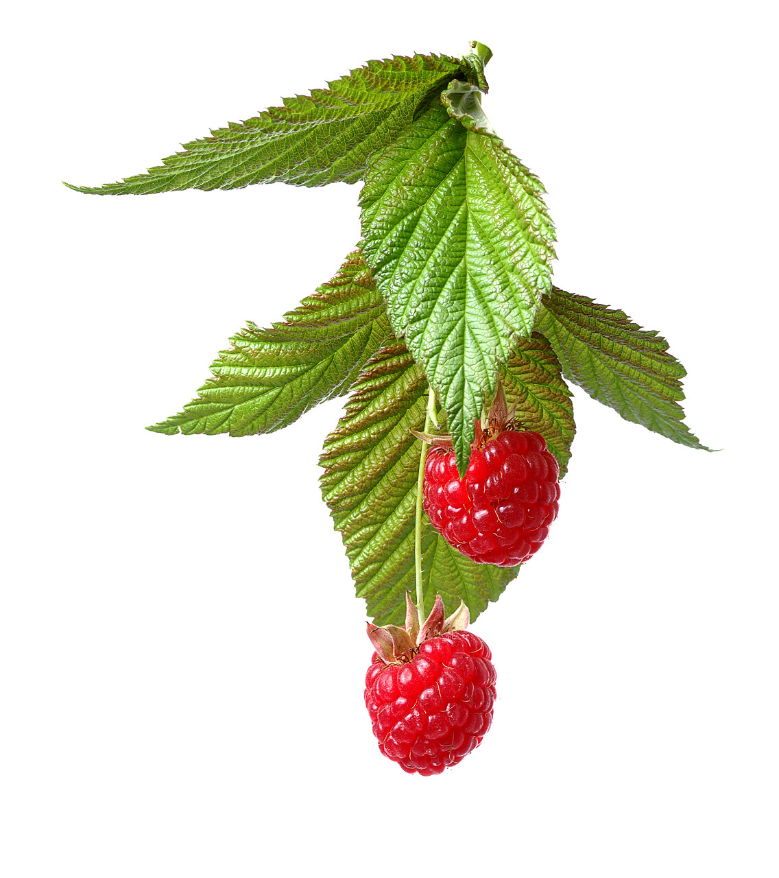 白色背景前孤立一小串覆盆子