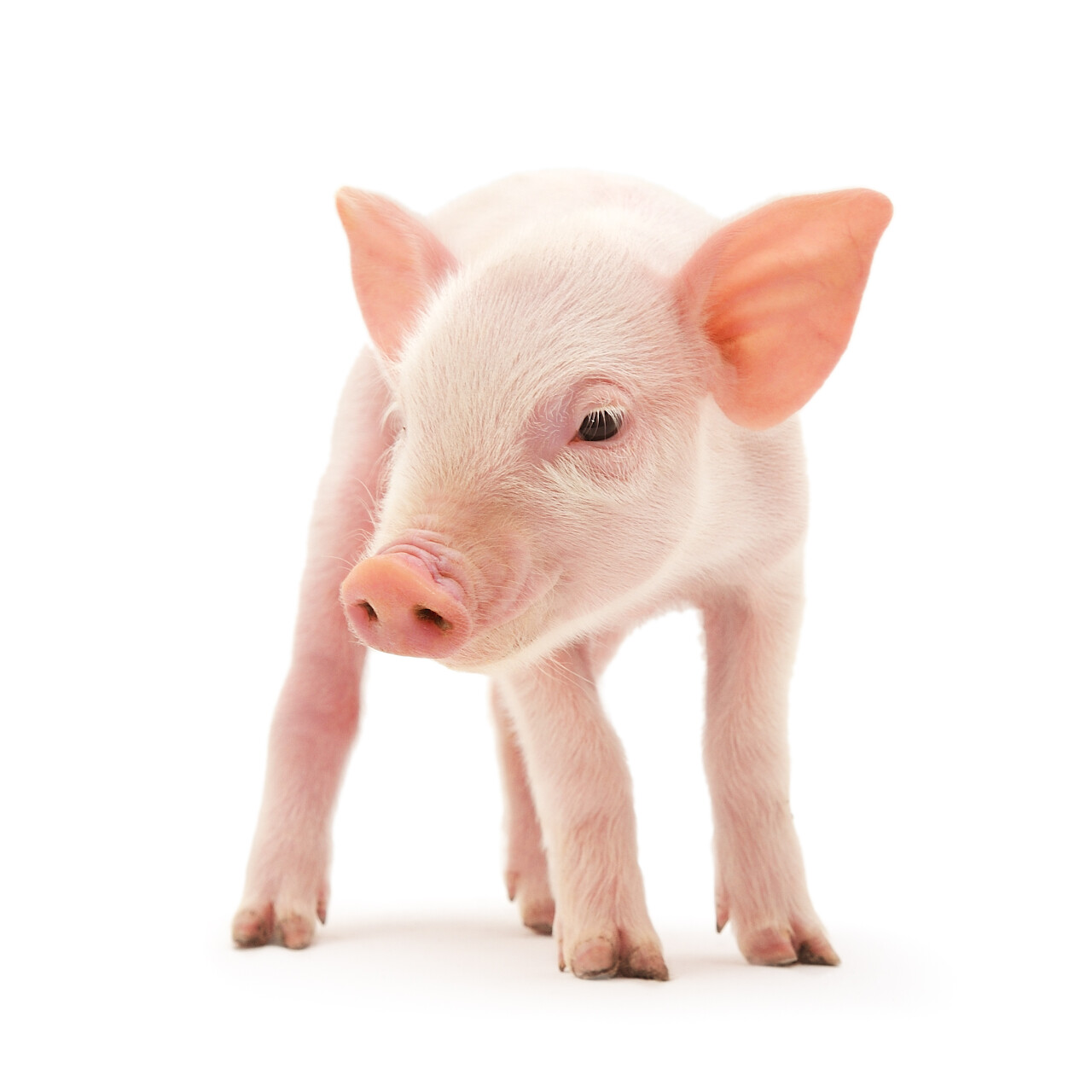 一头猪一头小猪可爱小猪宠物猪粉色的猪