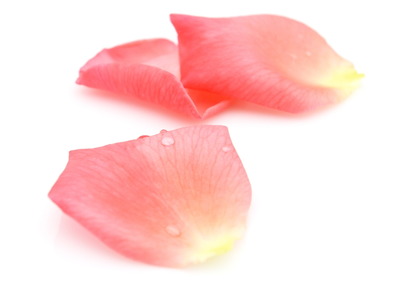 粉色花瓣玫瑰花花瓣新鲜花瓣带露珠花瓣七夕520情人节214情人节