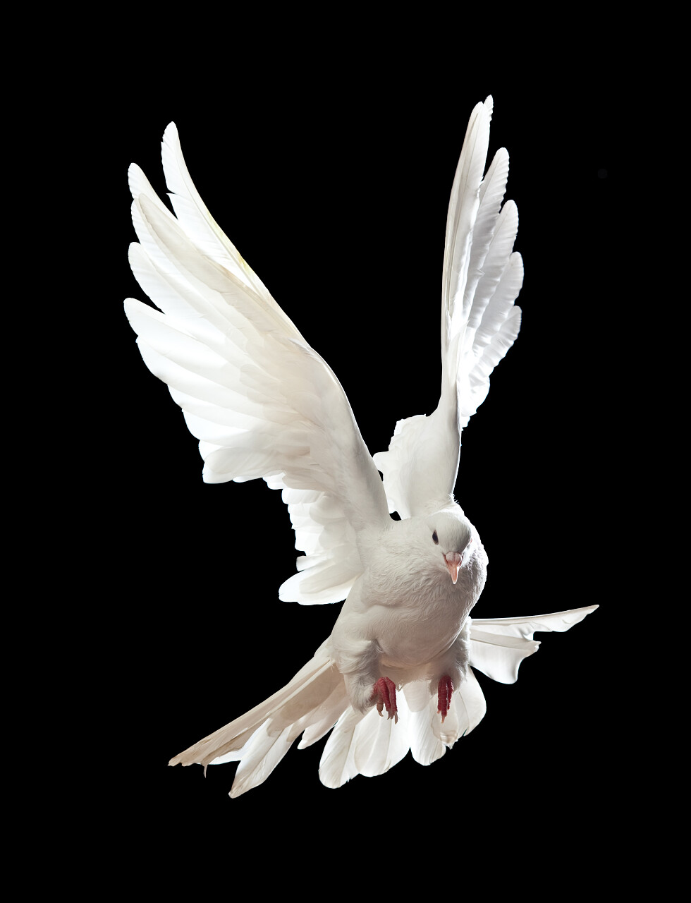 飞起来的鸽子飞行的鸽子白鸽鸟类动物