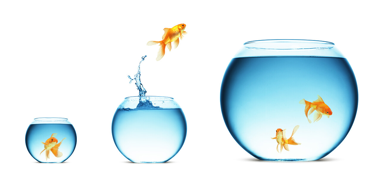 鱼缸跳起来的金鱼金鱼观赏鱼小金鱼