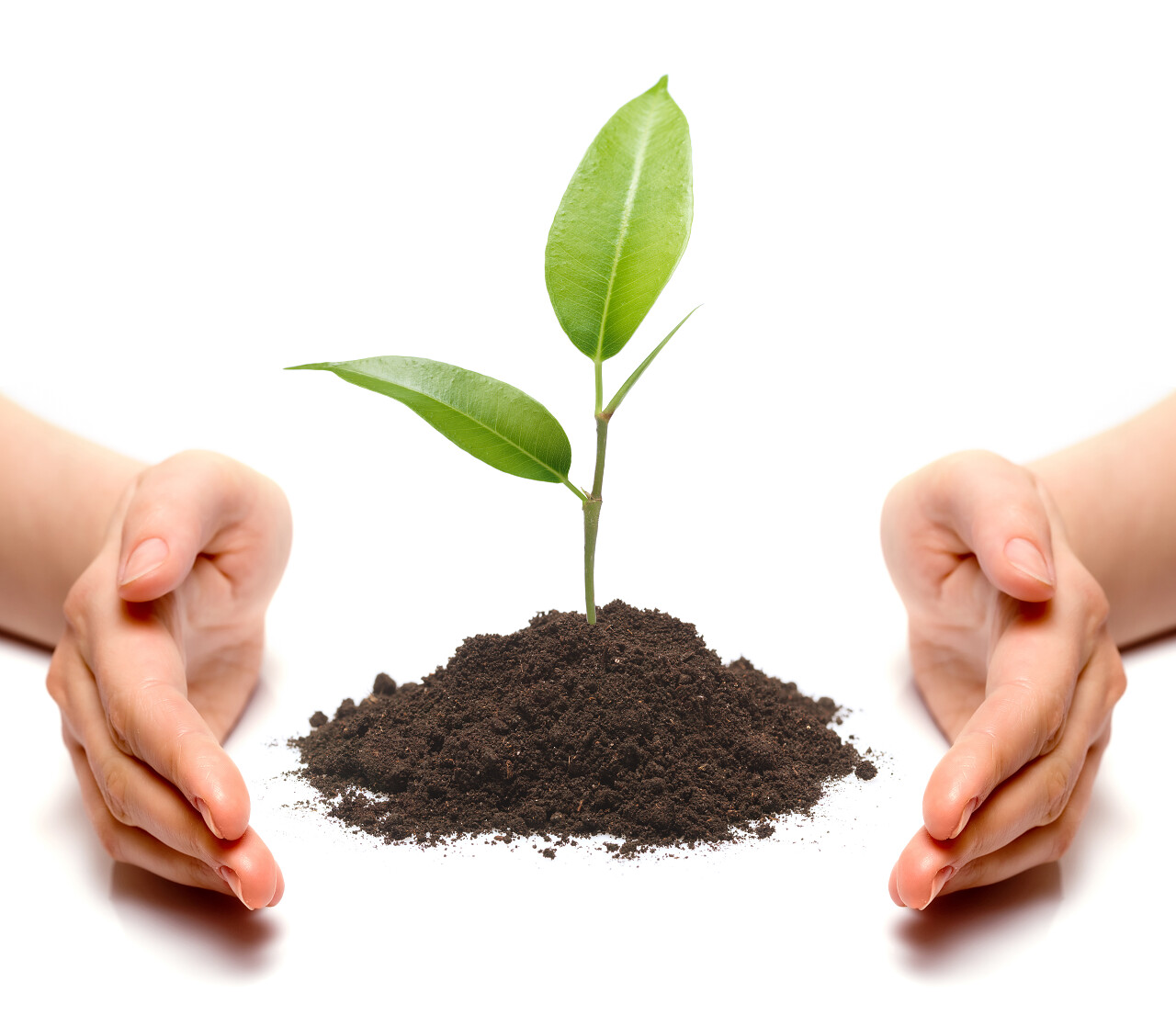 双手护着土壤泥土绿色树苗种子312植树节