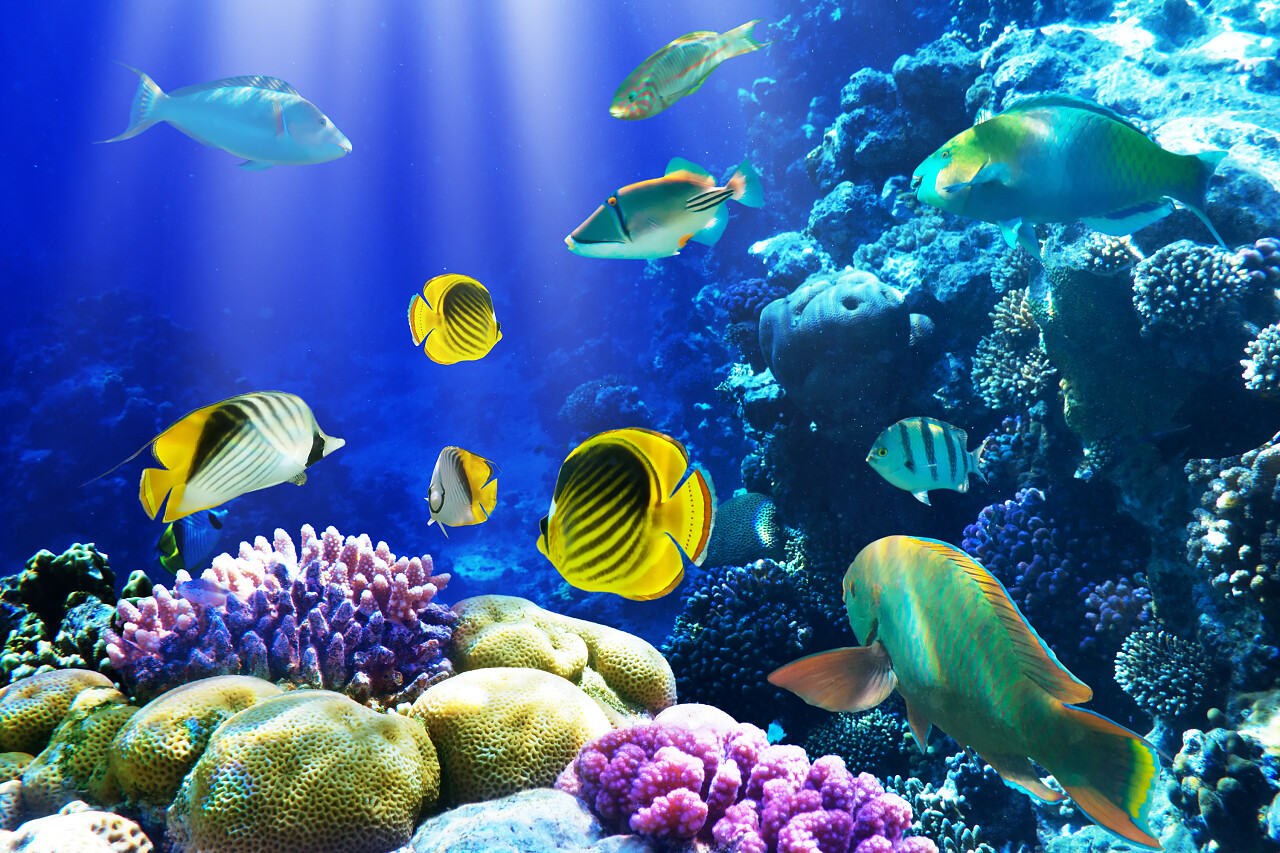 海洋大海水下画面热带鱼观赏鱼动物海洋动物