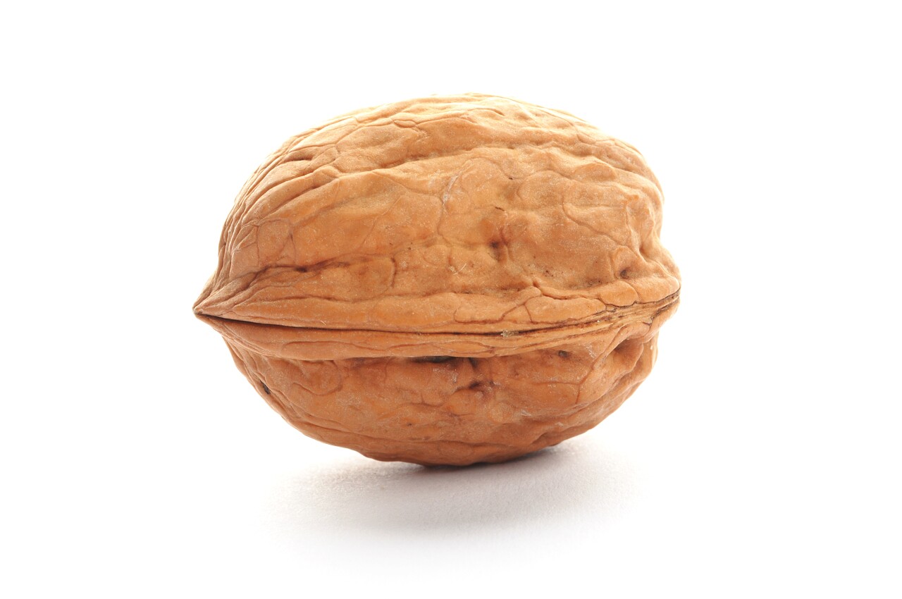 白色背景一颗核桃