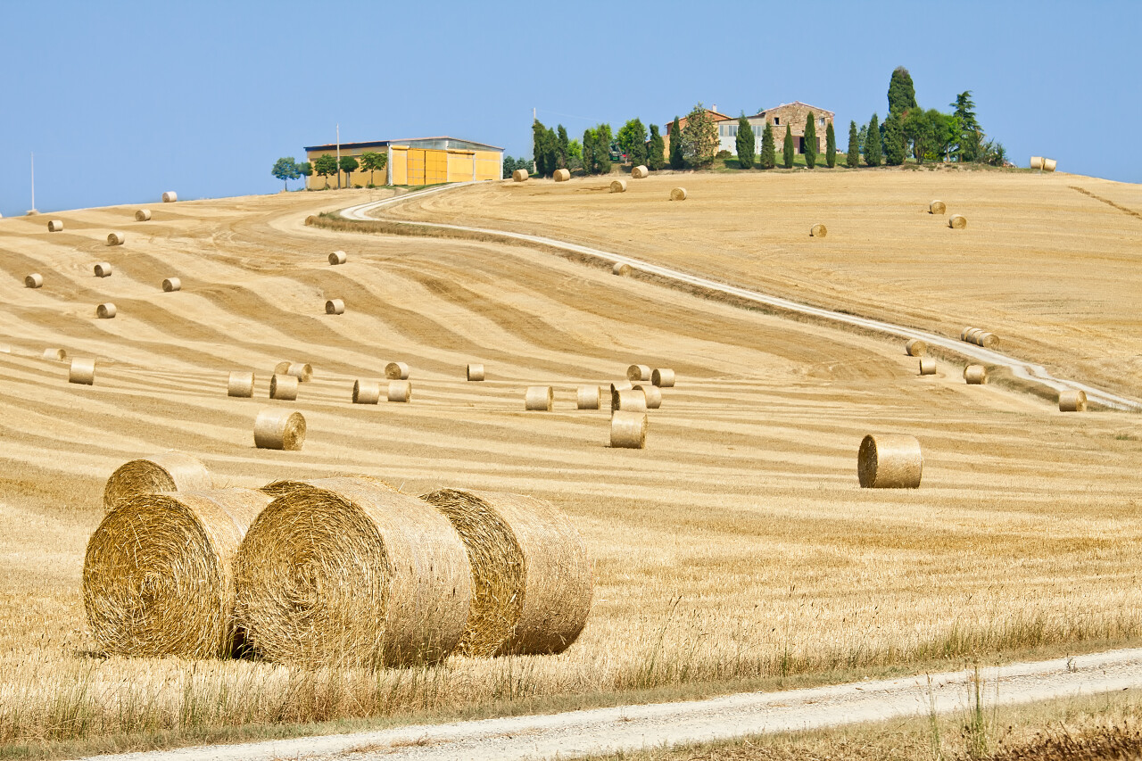 黄色草地金色草地成卷草垛成堆草垛广阔草地希望的田野二十四节气24节气芒种