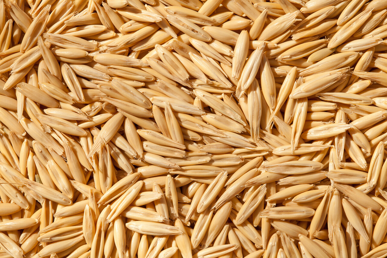 带壳燕麦成片燕麦燕麦堆生燕麦谷物谷粒