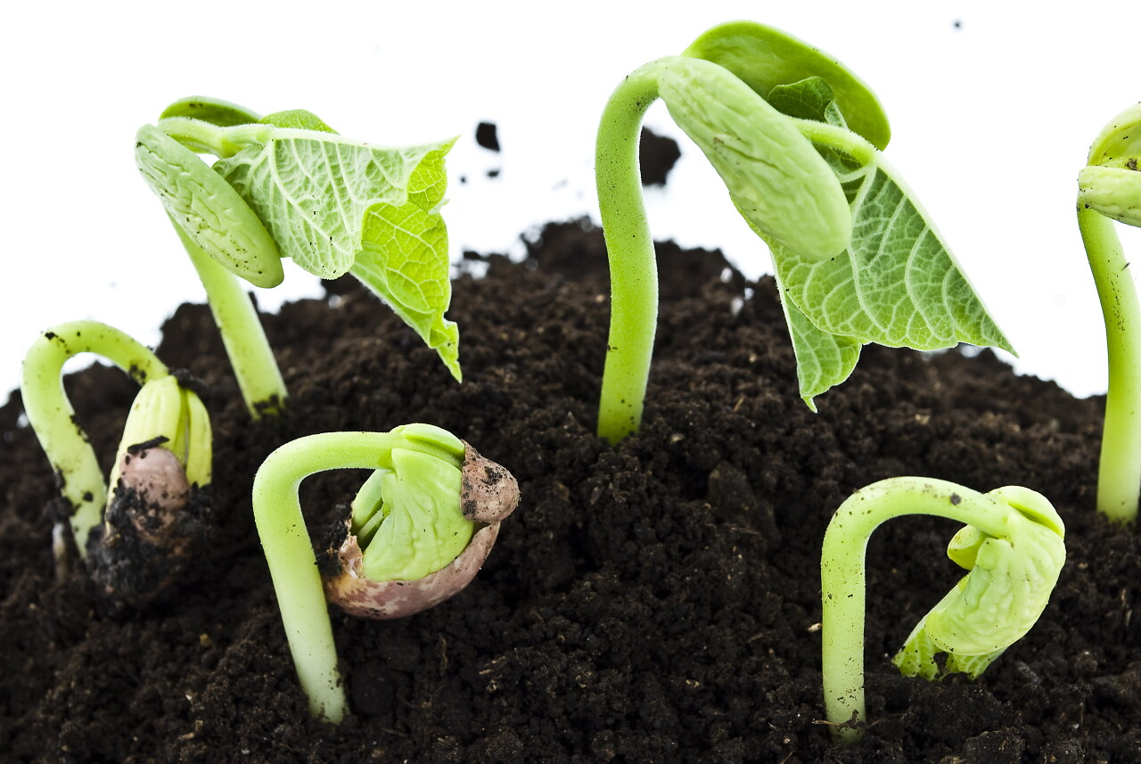 土壤豆子发芽绿芽萌芽新生希望春天种子发芽成长幼苗小芽嫩芽幼芽