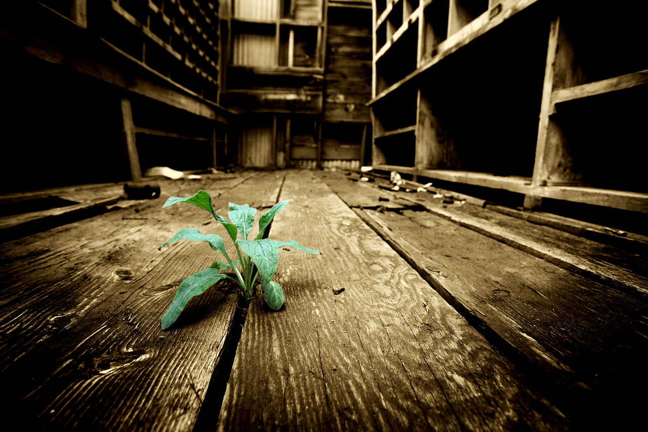 昏暗复古泛黄地板木地方房间绿草植物发芽生机