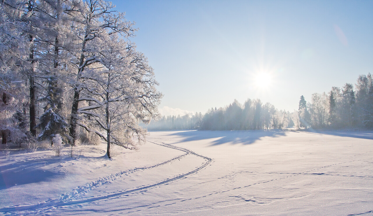 冬天冬季公园雪景雪地树木树林松树雪松银树晴天二十四节气立冬小雪大雪冬至小寒大寒