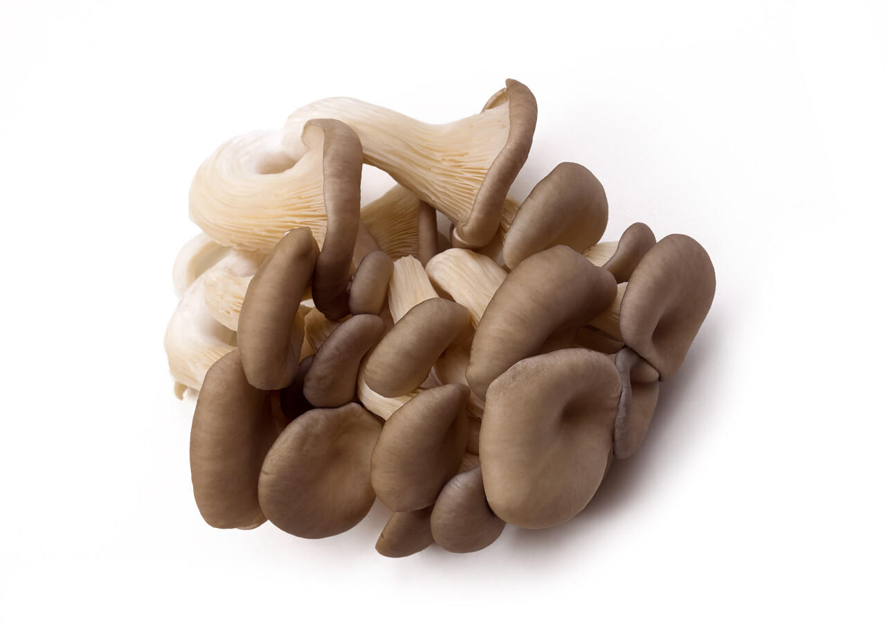 白底牡蛎蘑菇平菇