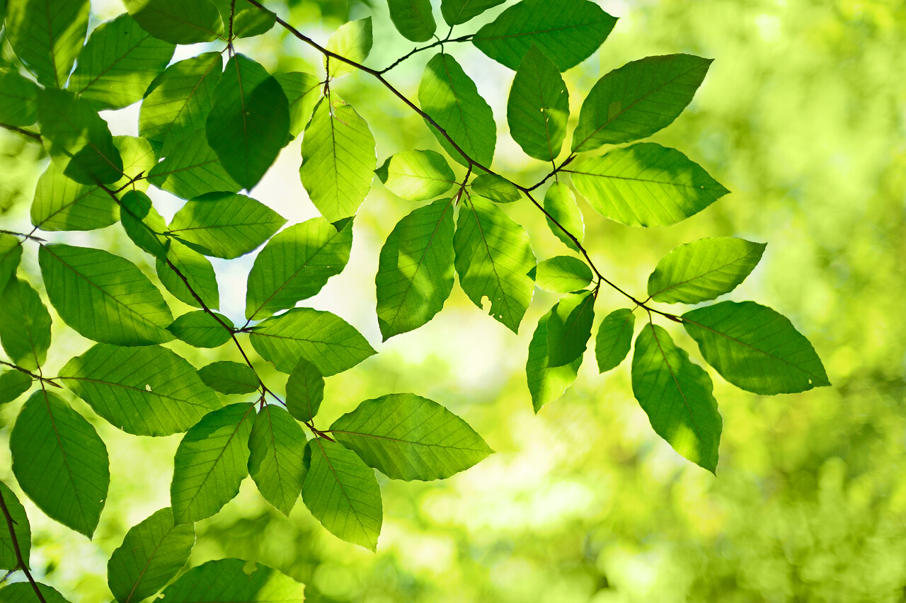绿色清新模糊的绿色叶子背景绿色树叶分支背景