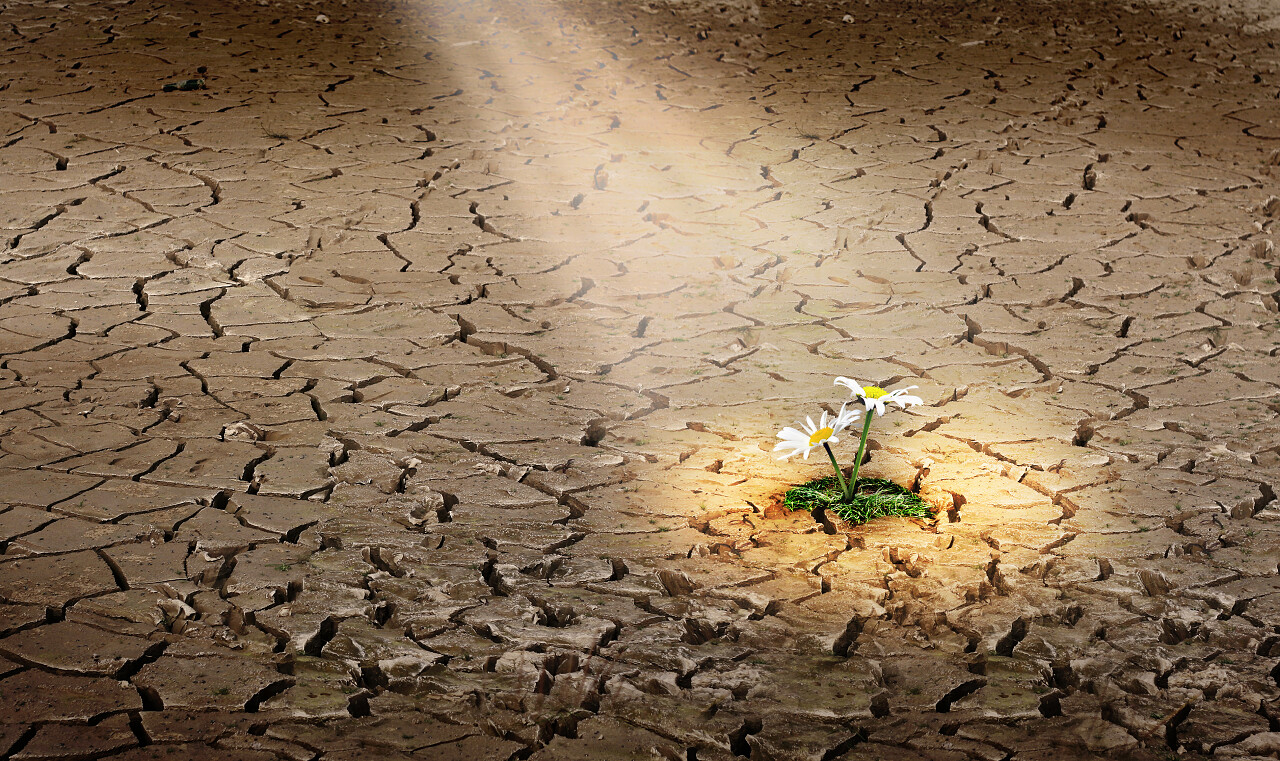 干涸裂纹土地中阳光下盛开的的雏菊花