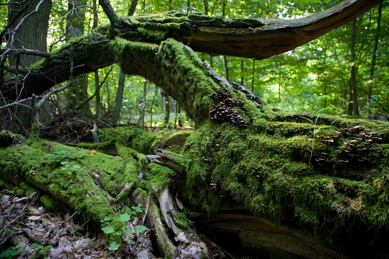 自然风景童话山林中长满苔藓的树木原始森林风景图
