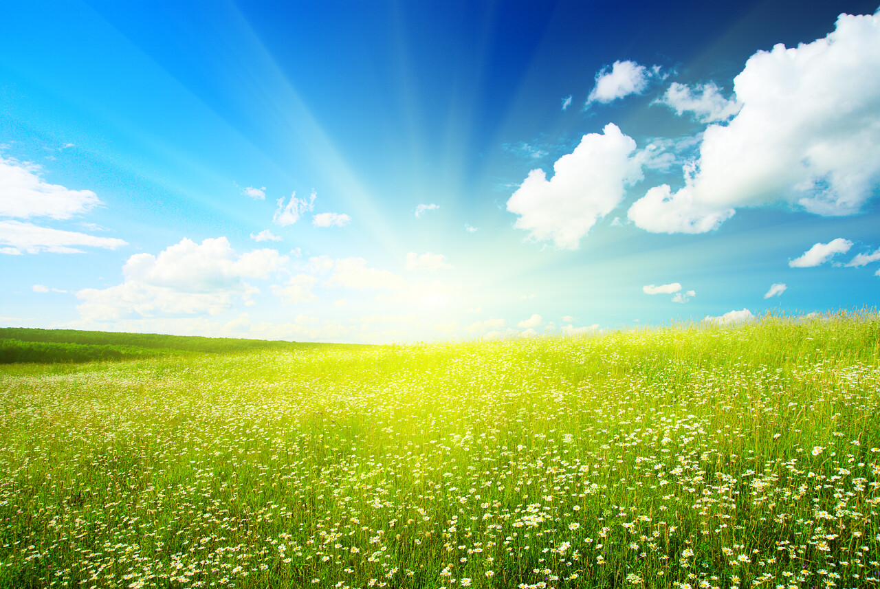 雏菊和完美的天空领域希望