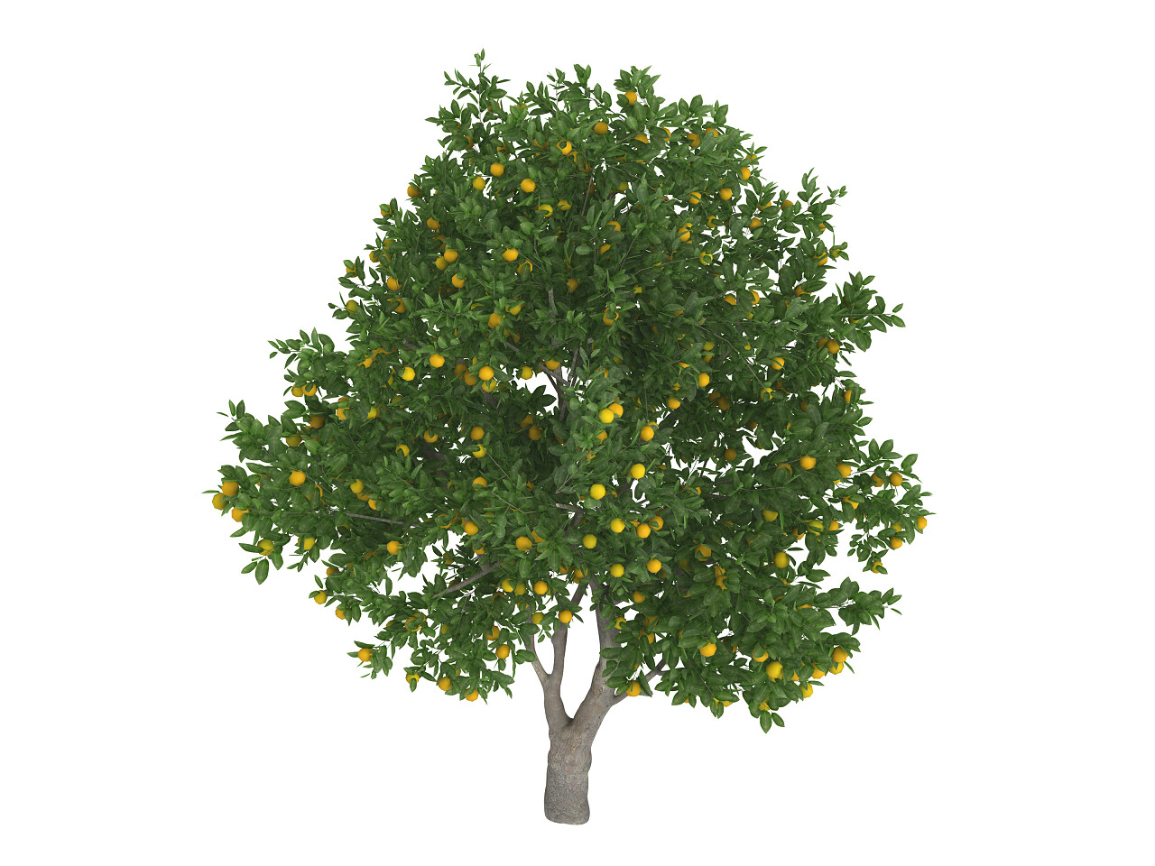 白色背景下的一棵甜橙或拉丁脐橙树