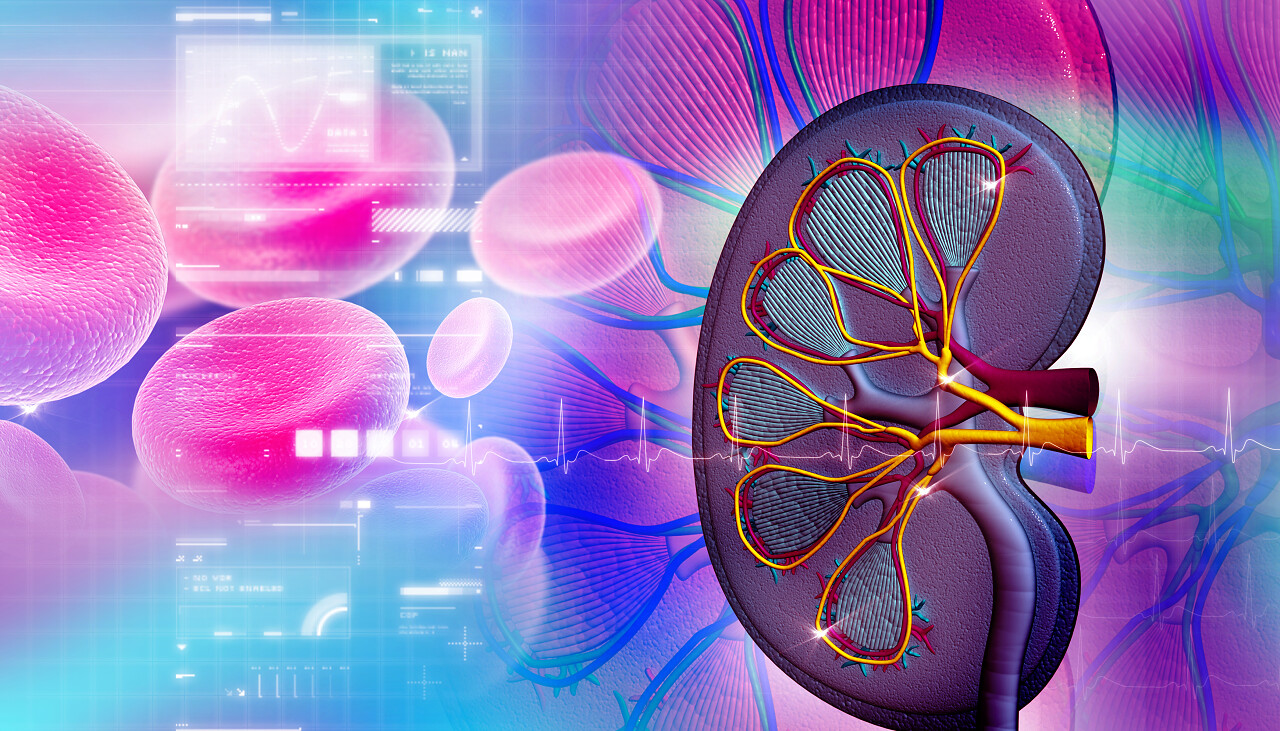 肾横截面模拟图世界肾脏日